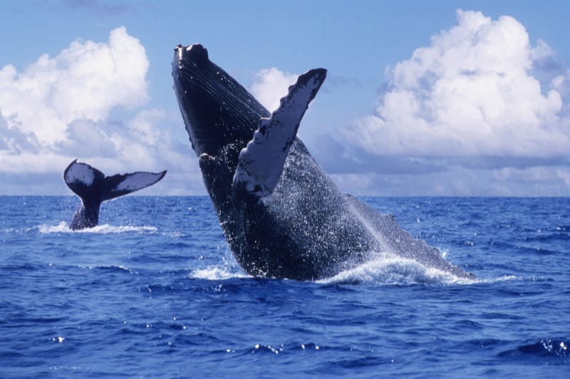 Whale Watching Samana by Bus